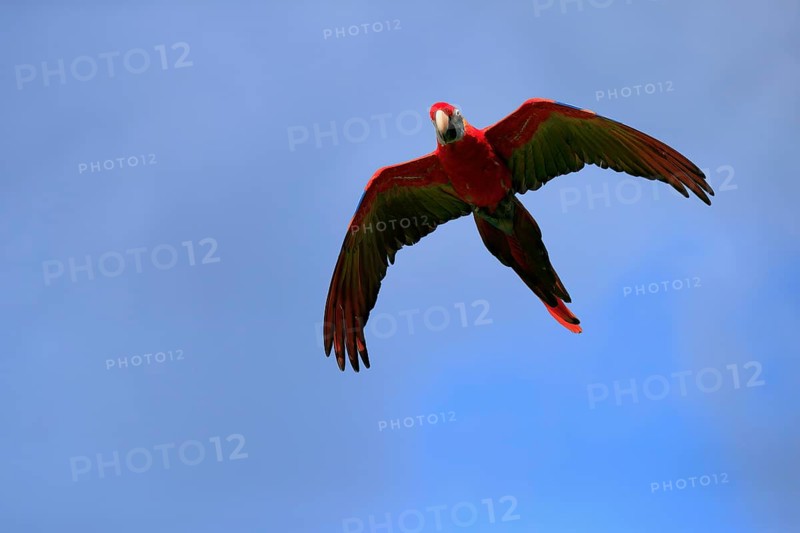 Scarlet macaw