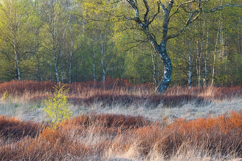 Warty birch