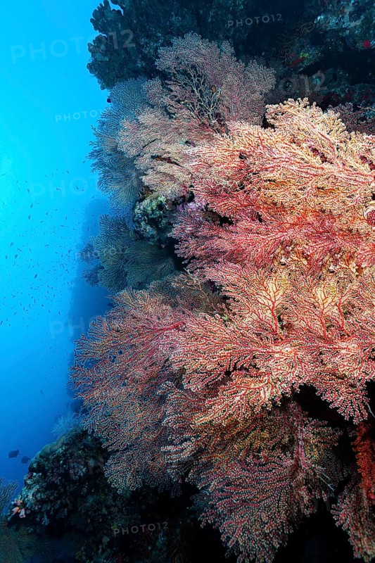 Coral reef wall covered with horn coral