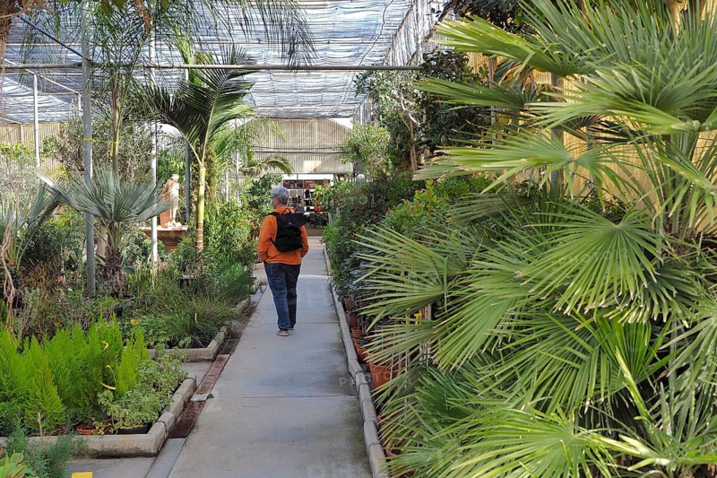 Woman walking through nursery offering palm trees