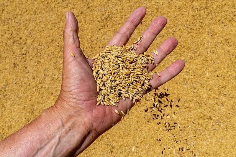Freshly harvested wheat with husks
