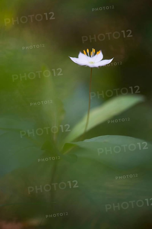 Chickweed wintergreen