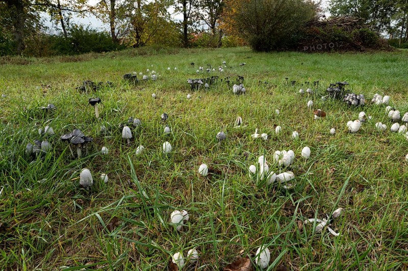 Shaggy ink cap