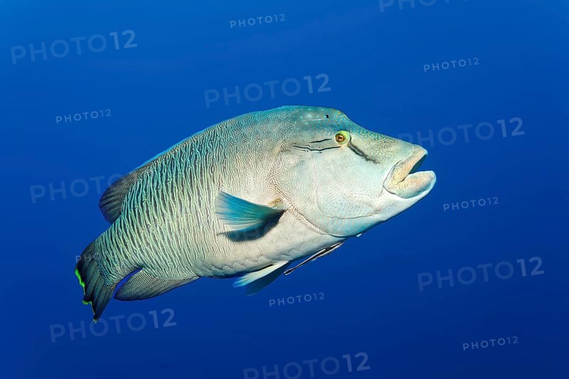 Humphead wrasse