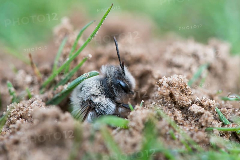 Ashy mining bee