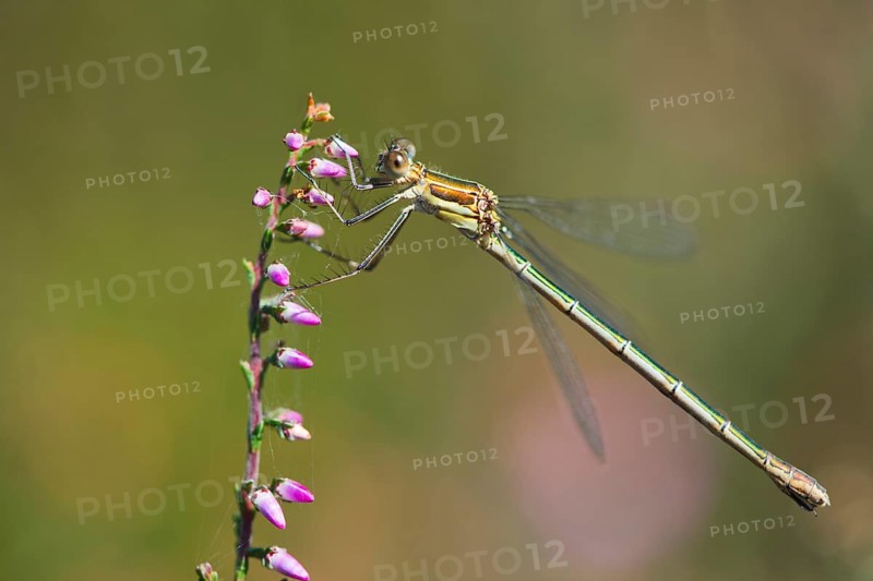 Common Emerald Damselfly