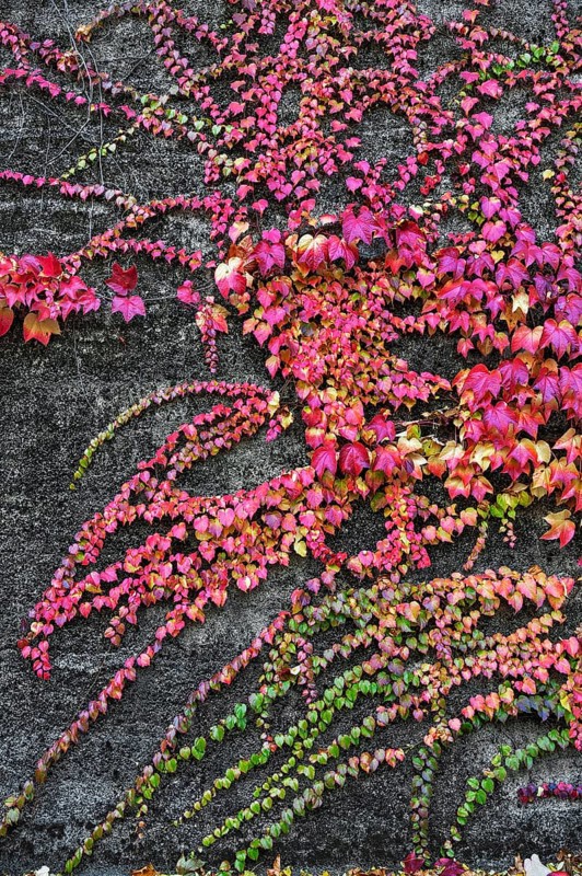 Boston ivy