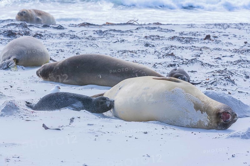 Southern elephant seals