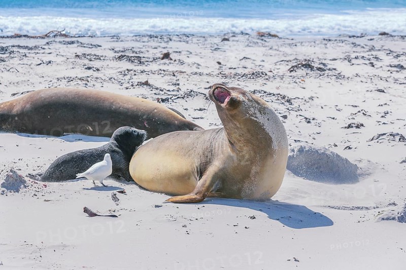 Southern elephant seals
