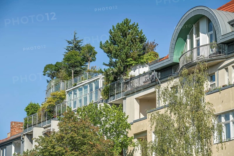 Trees and shrubs on attic