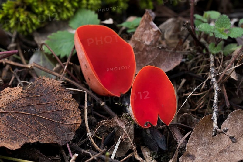 Scarlet elf cup