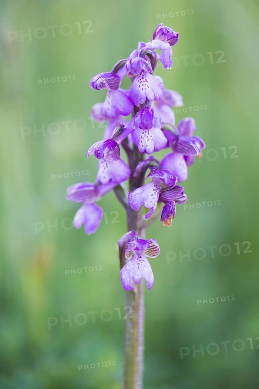 Early purple orchid