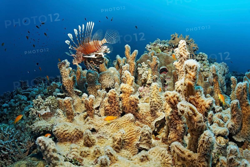 Indian lionfish