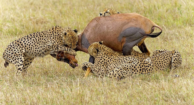 Four male cheetahs