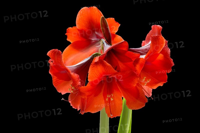 Amaryllis flowers on a white background