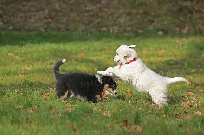 Golden Retriever and Australian Shepherd