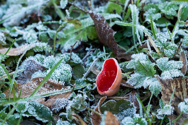 Scarlet elf cup