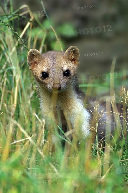 Beech marten