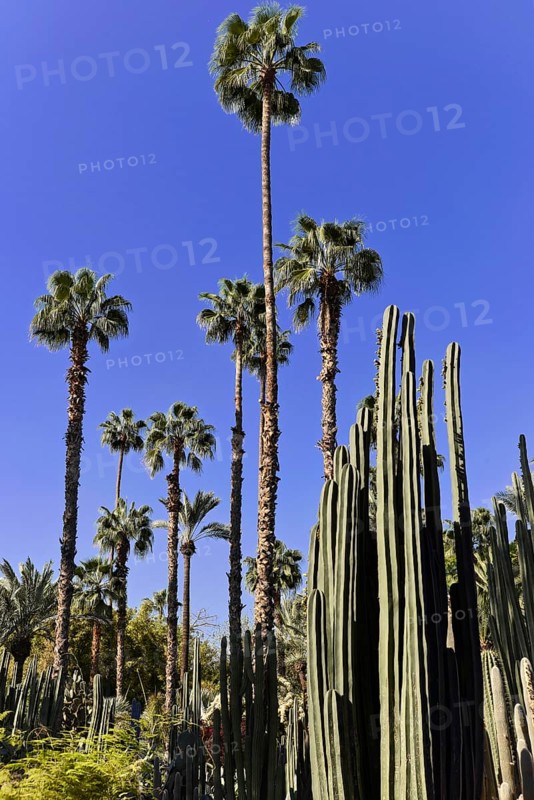 Jardin Majorelle