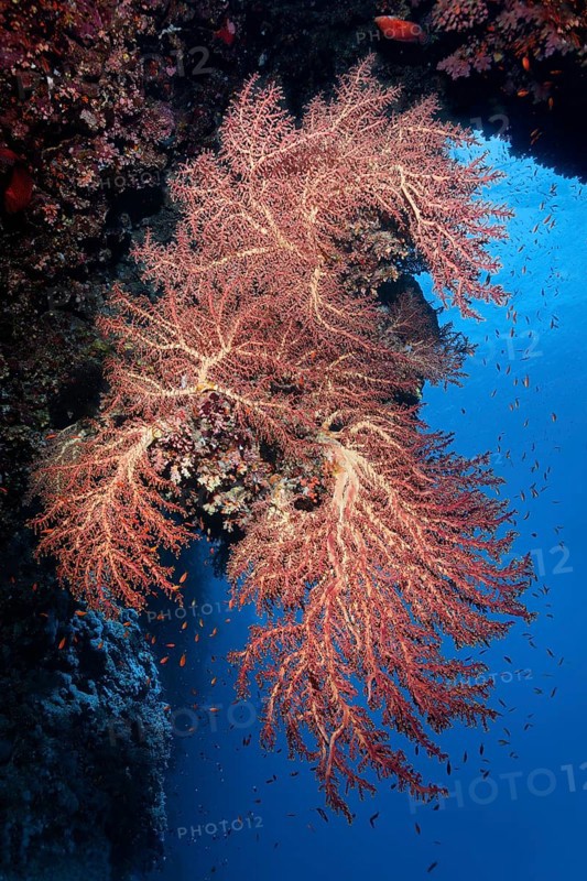 Large Godefroy's cherry blossom coral