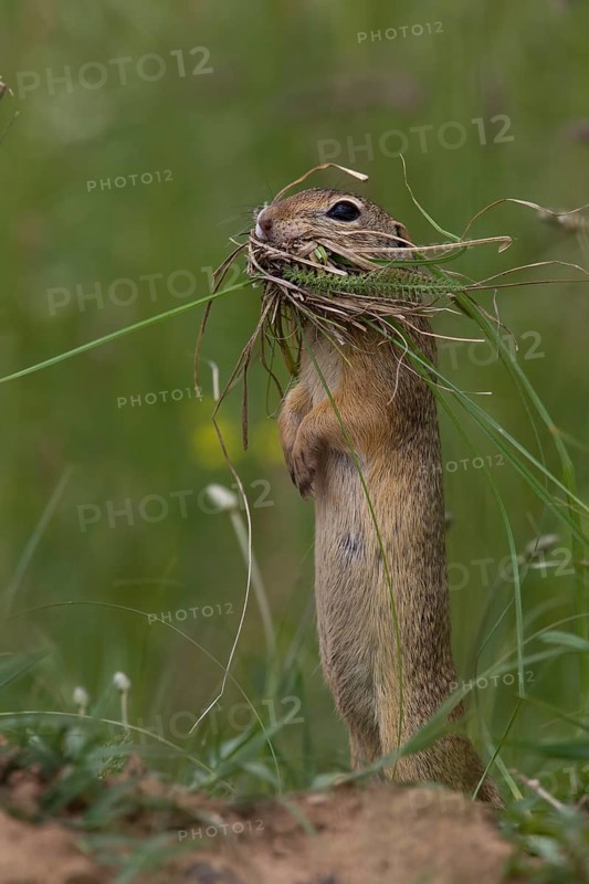 European ground squirrel