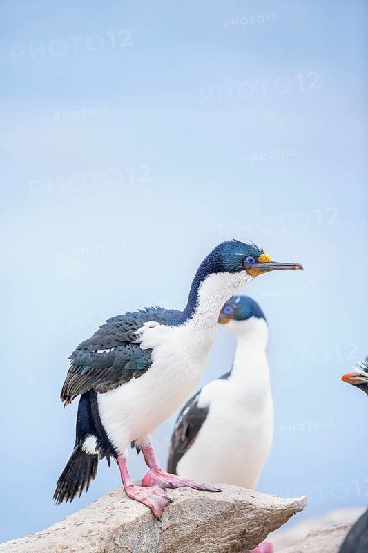 Imperial shags