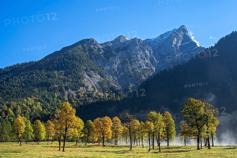 Mountain maple trees in autumn