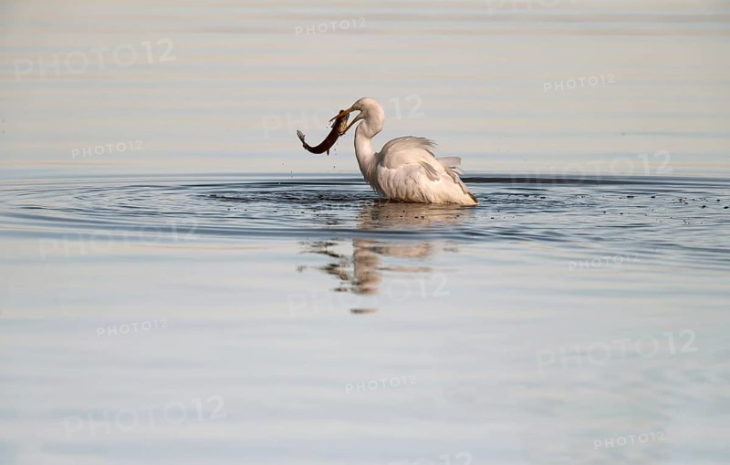 Great White Egret
