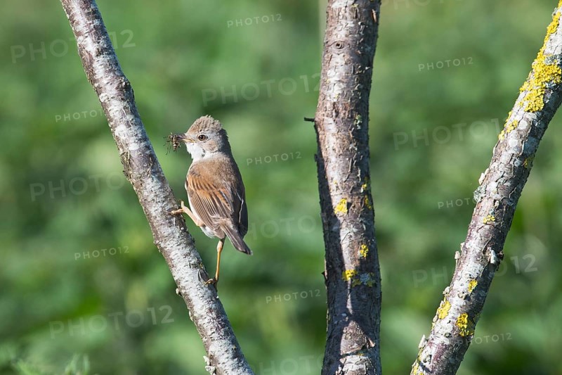 Common whitethroat