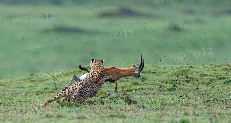Cheetah