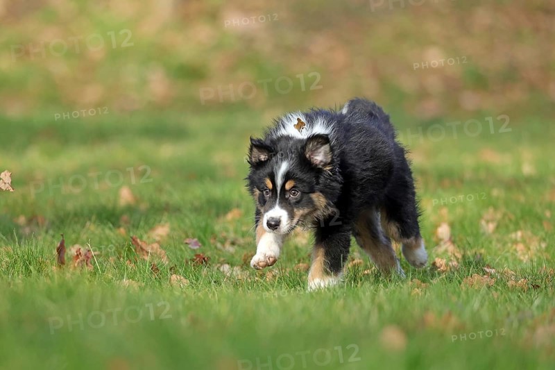 Australian Shepherd
