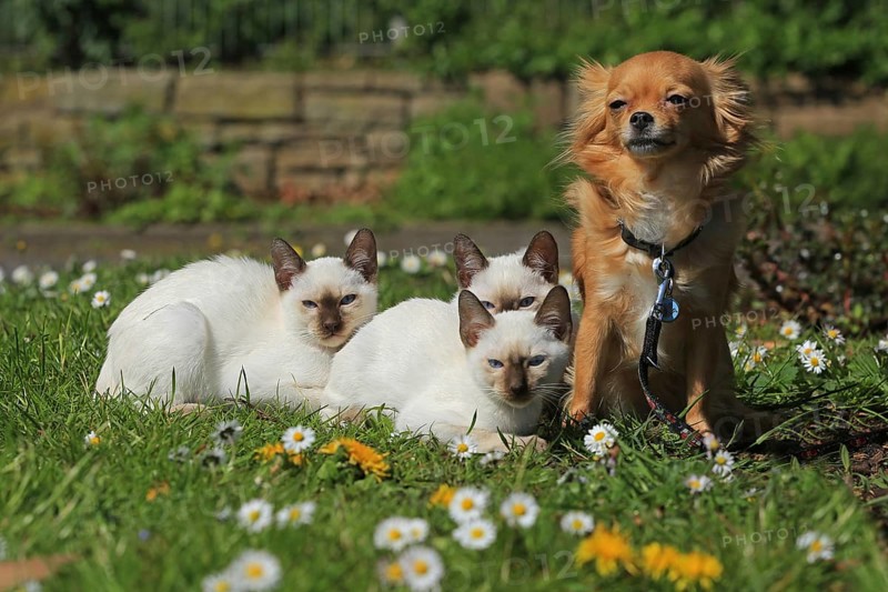 Young Thai cats and Chihuahua