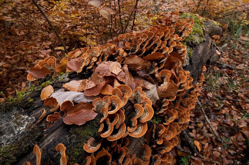 Leaf fungus