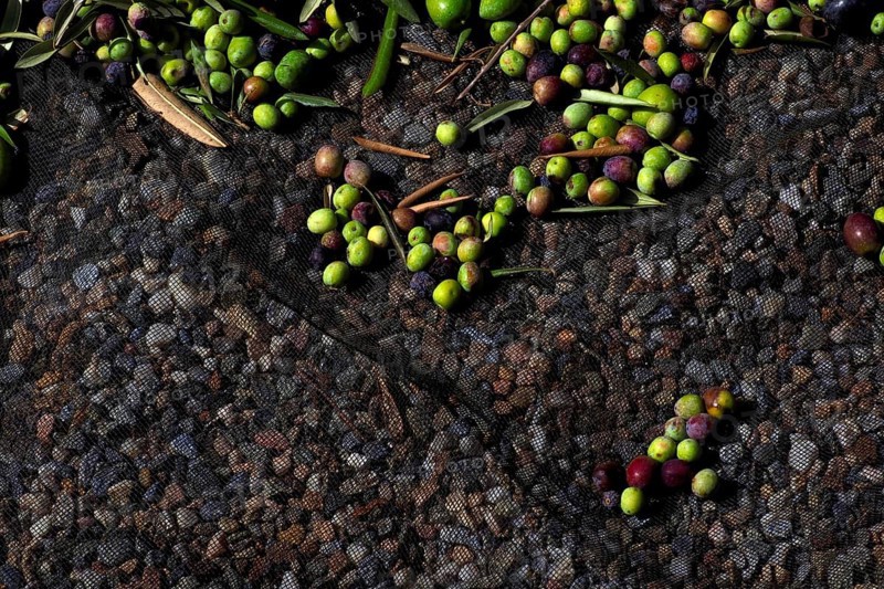 Olive harvest