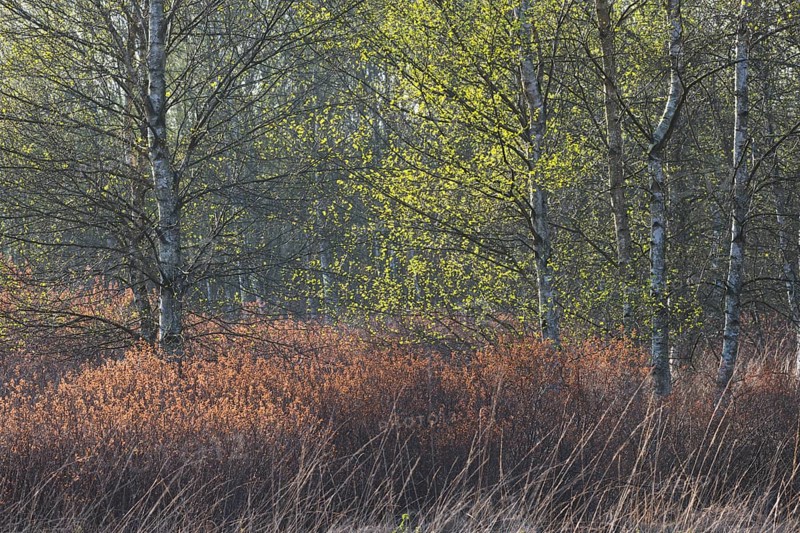 Warty birch