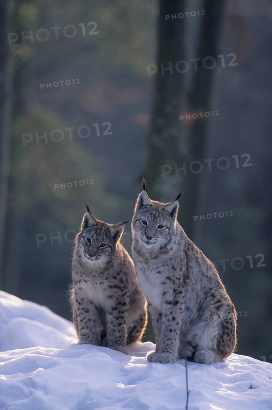 Eurasian lynx