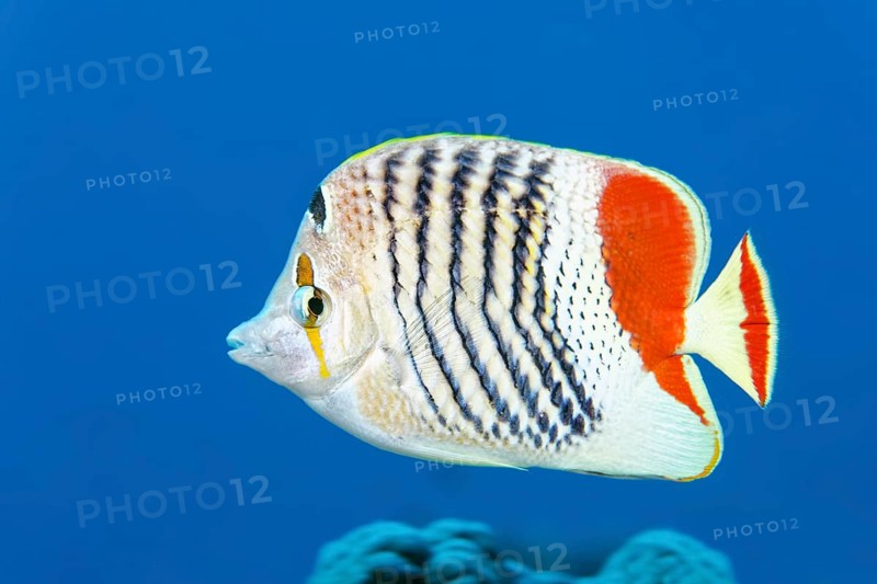 Eritrean butterflyfish