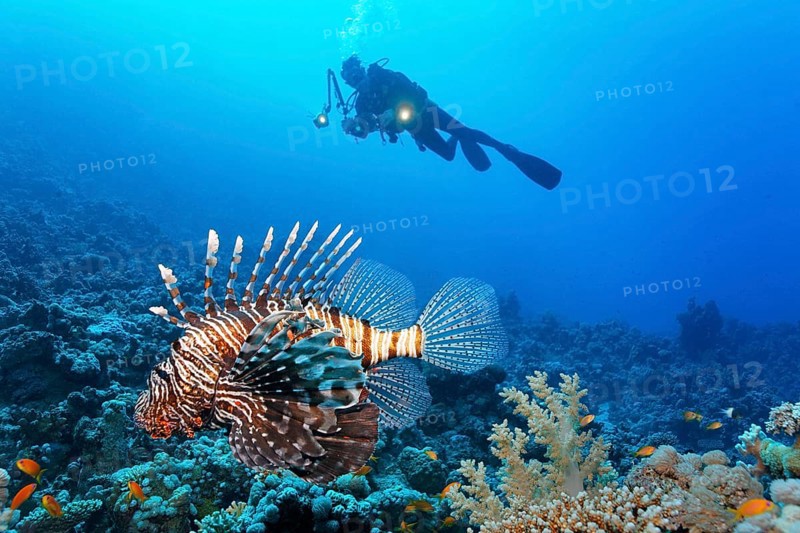 Diver
