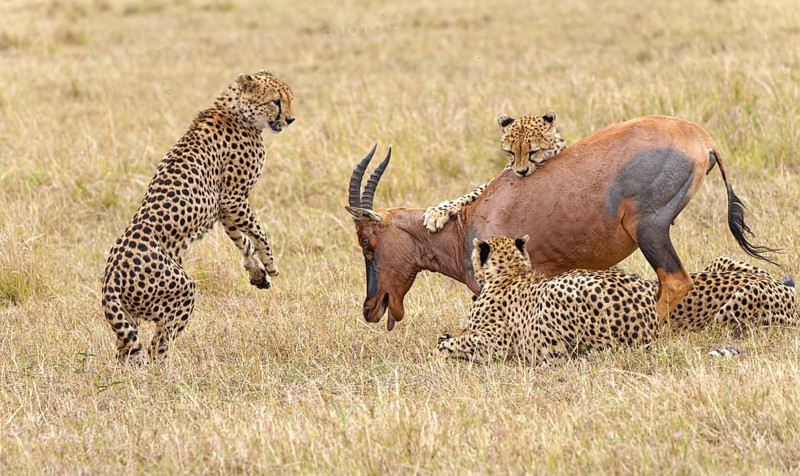 Four male cheetahs
