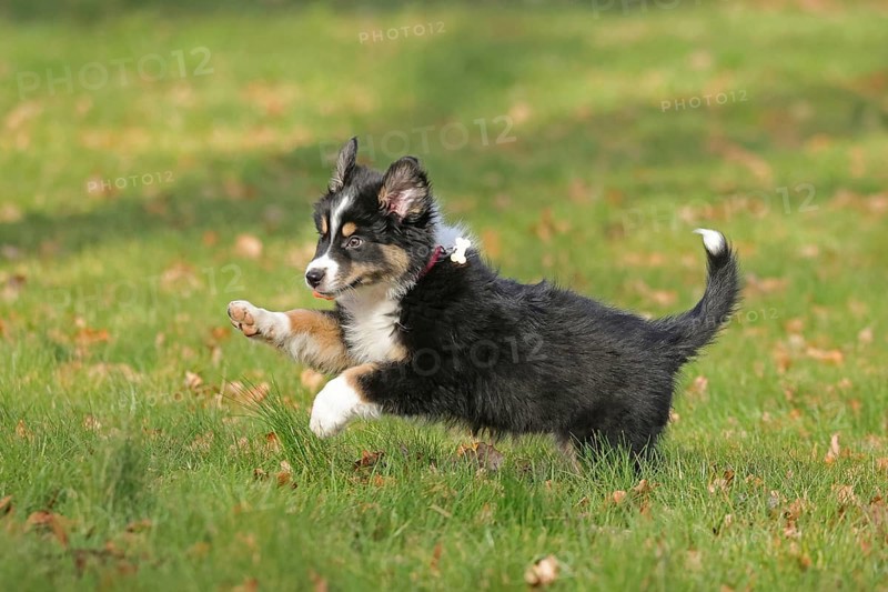 Australian Shepherd