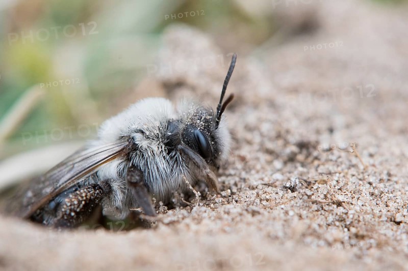 Grey sand bee