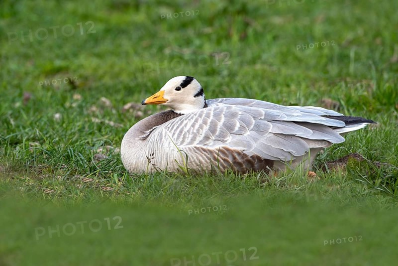 Bar-headed goose