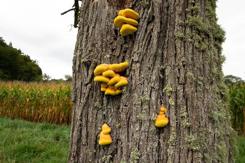 Sulphur polypore