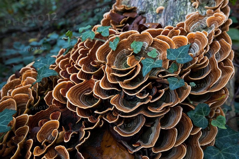 Brown velvet layer fungus