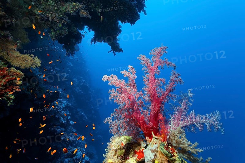 Klunzinger's soft coral