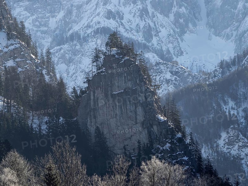 Tree-covered rock in front of snow-covered mountain massif