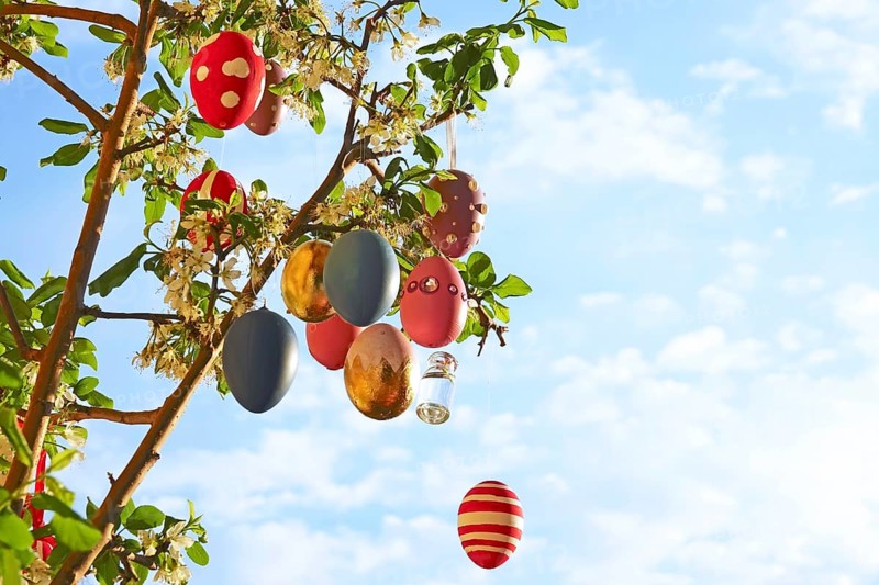 Easter eggs on a blossoming mirabelle plum tree
