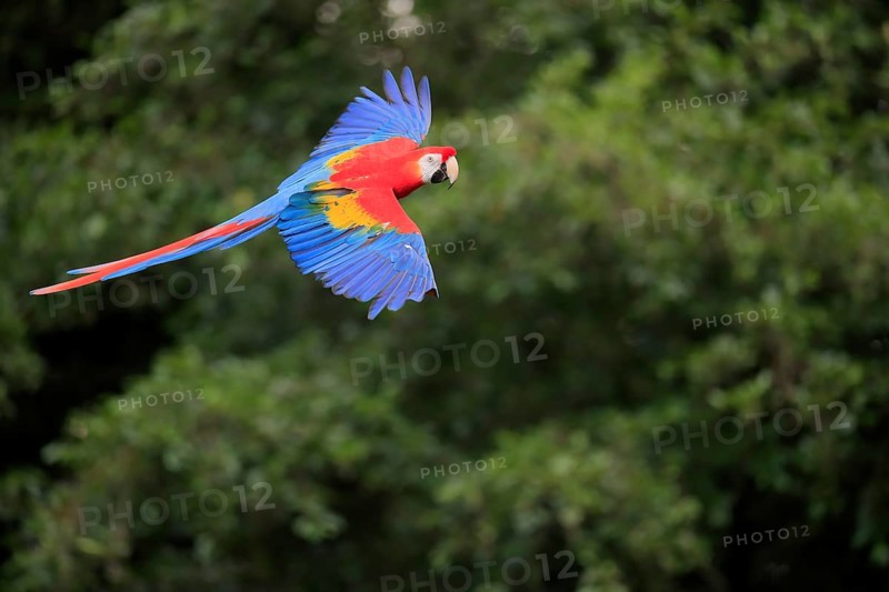 Scarlet macaw