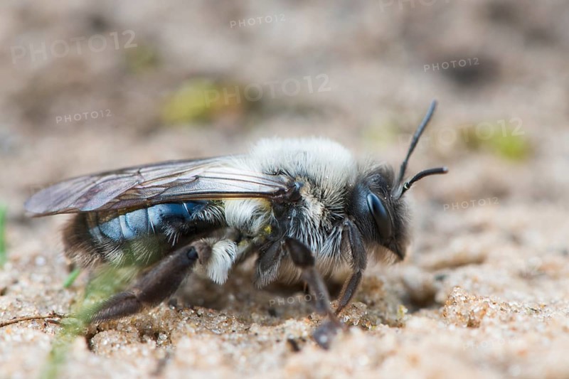 Ashy mining bee