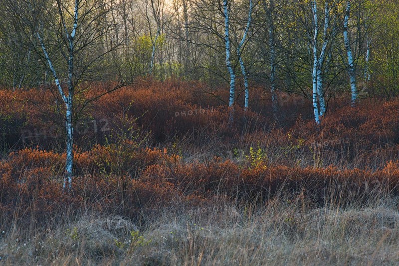Warty birch